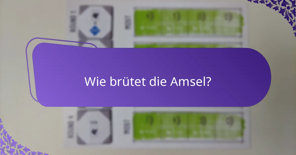 Wie brütet die Amsel?